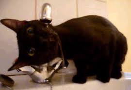 Funny cat and dog gif. Funny Cats Gifs Primo Gif Latest Animated Gifs