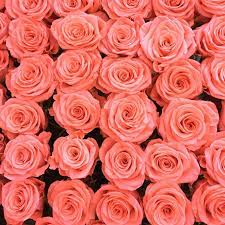 A true hybrid tea with one large flower per stem & the plant's excellent vigor guaranties a profuse flower production. 21 Special Rose Color Meanings Rose Flower Meanings For Valentine S Day
