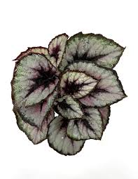 Image result for Begonia nyassensis