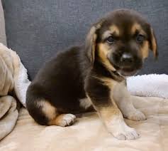 Bay area animal rescue crew (baarc) was born august 2015 from a group of friends with a passion and love for saving animals. Maple D4602 Furry Friends Rescue Dog Cats Adoption Fostering In San Francisco Bay Area