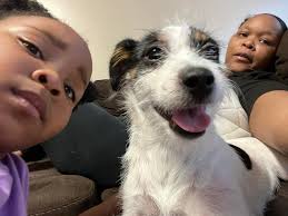 Dog rescued in Madison, Alabama