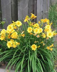 What S The Difference Between An Annual And A Perennial Flowers Perennials Spring Flowering Bulbs Amazing Flowers