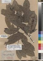 Image result for Caloncoba