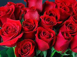 Vendita mazzo di rose rosse, bouquet o singole rose. Quante Rose Si Regalano Scopriamolo Insieme Articoli Da Lafiorista It