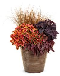 Image result for Coleus tetragonus