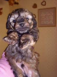 Maybe you would like to learn more about one of these? Schnoodle Miniature Schnauzer Toy Poodle Mix For Sale In Indianapolis Indiana Classified Americanlisted Com