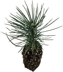 Image result for Jeffreya petitiana