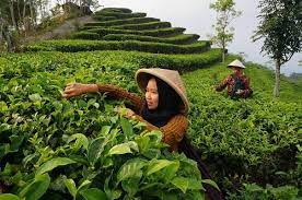 Bagaimana jika teh yang anda minum bisa anda petik langsung dari kebunnya. Kebun Teh Nglinggo Kulonprogo Yogyakarta Wisata Alam Di Samigaluh