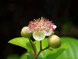 Image result for Tetracera