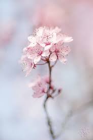 50 Beautiful Flower Photos Will Brighten Your Mood Page 4 Of 52 Lovein Home Beautiful Pink Flowers Flowers Photography Beautiful Flowers