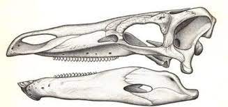 Find A Missing Dot Skeleton Art Bone Tattoos Skeleton Tattoos