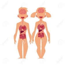 Females have larger adrenal and pituitary glands than males in rodents. Vector Flat Structure Of The Human Body Anatomy Male Female Royalty Free Cliparts Vectors And Stock Illustration Image 93751783