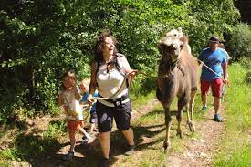 Kamelwanderung Im Pegnitztal Familienzeit Entdecken De
