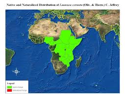 Image result for Launaea cornuta