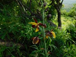 Image result for Eulophia angolensis