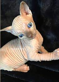 Pin By Andrea Neault On Sphynx Sphynx Cat Hairless Cat Sphynx