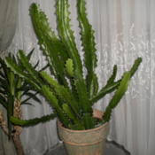 Cactus art nursery cultivation and mail sale of cacti and succulents. Candelabra Plant Euphorbia Lactea In The Euphorbias Database Garden Org