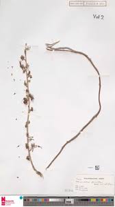 Image result for Stemodiopsis rivae