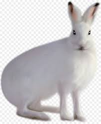 The clip art image is transparent background and png format which can be easily used for any free creative project. Arctic Hare Png Free Arctic Hare Png Transparent Images 87681 Pngio