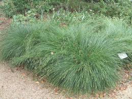 Image result for Carex lycurus