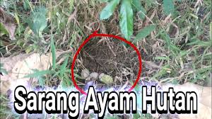 Check spelling or type a new query. Ternyata Begini Bentuk Sarang Ayam Hutan Ayam Alas Youtube