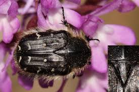 Image result for Tropinota hirta