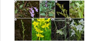 Image result for Bonatea steudneri