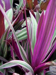 Image result for Tradescantia spathacea