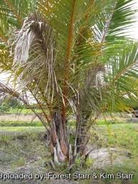 Image result for Raphia farinifera