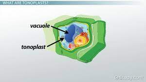 Maybe you would like to learn more about one of these? Tonoplast Definition Function Video Lesson Transcript Study Com