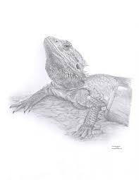 Black Bearded Dragon For Sale Uk Bearded Dragon Limited Edition Art Drawing Print Signed By Uk Etsy Bearded Dragon Tattoo Bearded Dragon Pet Dragon
