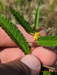 Image result for Corchorus