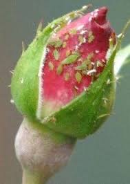 Our plans keep your satisfaction in mind.guaranteed! 11 Pest Control And Plant Deficiencies Ideas Plant Deficiencies Pest Control Plant Nutrients