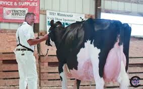 Minnesota State Holstein Show 2021