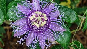 With an urban style blended with a spirit of traditional beauty. How To Grow Passion Flower Maypop Dengarden