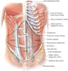 On this page, you'll find links to descriptions and pictures of the human b. Pdf Clinical Anatomy Of The Abdominal Wall Hernia Surgery Semantic Scholar