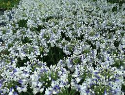 Agapanthus Twister Bush Garden Agapanthus Plants