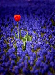 Why Fit In When You Were Born To Stand Out Blue Wallpaper Suzanne Pardue Parduesuzanne Why Fit In When You Were Born To Stand Out Dr Seuss When To Plant Tulips Tulips Flowers Planting Tulips