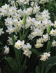 Daffodil Sailboat Bulb Flowers Daffodils White Flowers