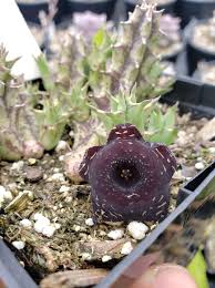 Image result for Huernia longituba
