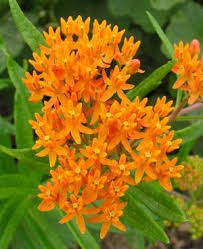 Native Plants Flores Exoticas Orquideas Terrestres Flores
