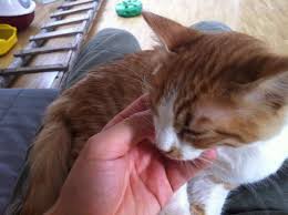 Wir hier in der tierklinik oberhaching empfehlen die kastration, denn mit einer sterilisation erreichen sie lediglich. Katze Kastrieren Mein Erlebnisbericht