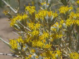 Image result for Tetraria