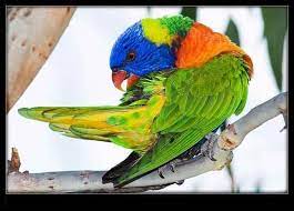 شوف صور جديده صوره بغبغان غاضب bird parrot animals