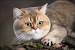 Munchkin Scottish Shorthair