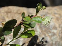 Image result for Aphloia