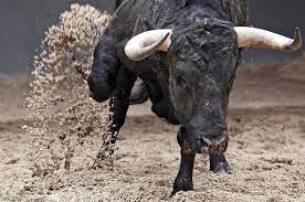 Secara purata harimau malaya bersaiz 2.4 meter panjang dan seberat 120 kilogram. Banteng Hewan Galak Dan Liar Yang Sebenarnya Pemalu Naviri Magazine