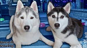 Check spelling or type a new query. Gone To The Snow Dogs