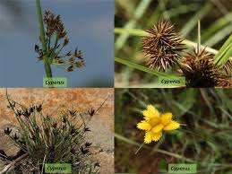 Image result for Cyperaceae
