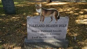 It was the only native landmammalof thefalkland islands. Falkland Islands Wolf Kristi Petersen Schoonover